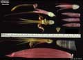 Billbergia eloiseae