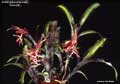 Billbergia euphemiae 'Georgia'