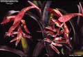 Billbergia euphemiae 'Georgia'