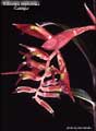 Billbergia euphemiae 'Georgia'
