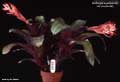 Billbergia euphemiae var. purpurea