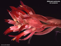 Billbergia euphemiae var. purpurea
