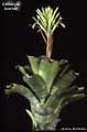 Billbergia horrida