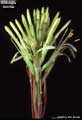 Billbergia horrida