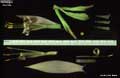 Billbergia horrida