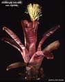 Billbergia horrida var. tigrina
