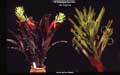 Billbergia horrida var. tigrina