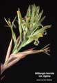 Billbergia horrida var. tigrina