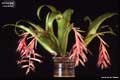 Billbergia iridifolia