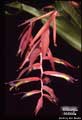 Billbergia iridifolia