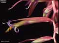 Billbergia iridifolia