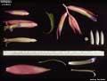 Billbergia iridifolia