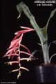 Billbergia iridifolia var. concolor