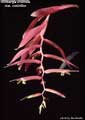 Billbergia iridifolia var. concolor