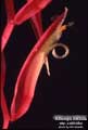 Billbergia iridifolia var. concolor