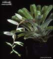 Billbergia kautskyana