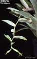Billbergia kautskyana