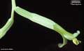 Billbergia kautskyana