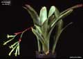 Billbergia laxiflora