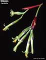 Billbergia laxiflora