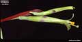 Billbergia laxiflora