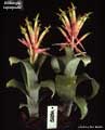 Billbergia leptopoda