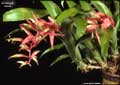 Billbergia lietzei
