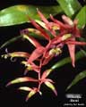 Billbergia lietzei