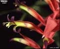 Billbergia lietzei