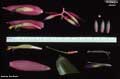 Billbergia lietzei