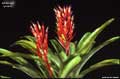 Billbergia lymanii