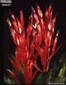 Billbergia lymanii