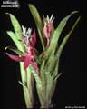 Billbergia macrocalyx