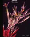 Billbergia macrocalyx