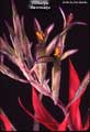 Billbergia macrocalyx