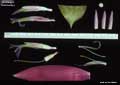 Billbergia macrocalyx
