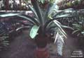 Ursulaea macvaughii