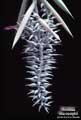 Ursulaea macvaughii