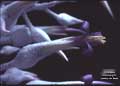 Ursulaea macvaughii