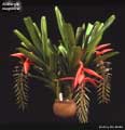 Billbergia magnifica