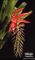 Billbergia magnifica