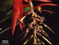 Billbergia magnifica