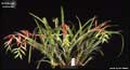 Billbergia manarae