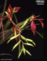 Billbergia manarae