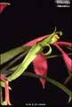 Billbergia manarae