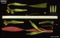Billbergia manarae
