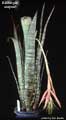 Billbergia meyeri
