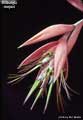 Billbergia meyeri