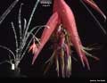 Billbergia meyeri