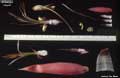 Billbergia meyeri